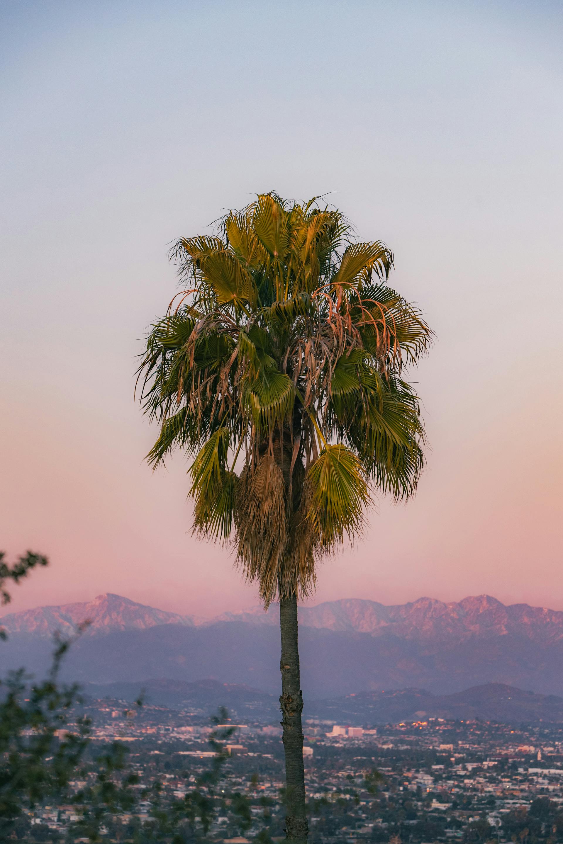 Palm tree against a pink evening sky